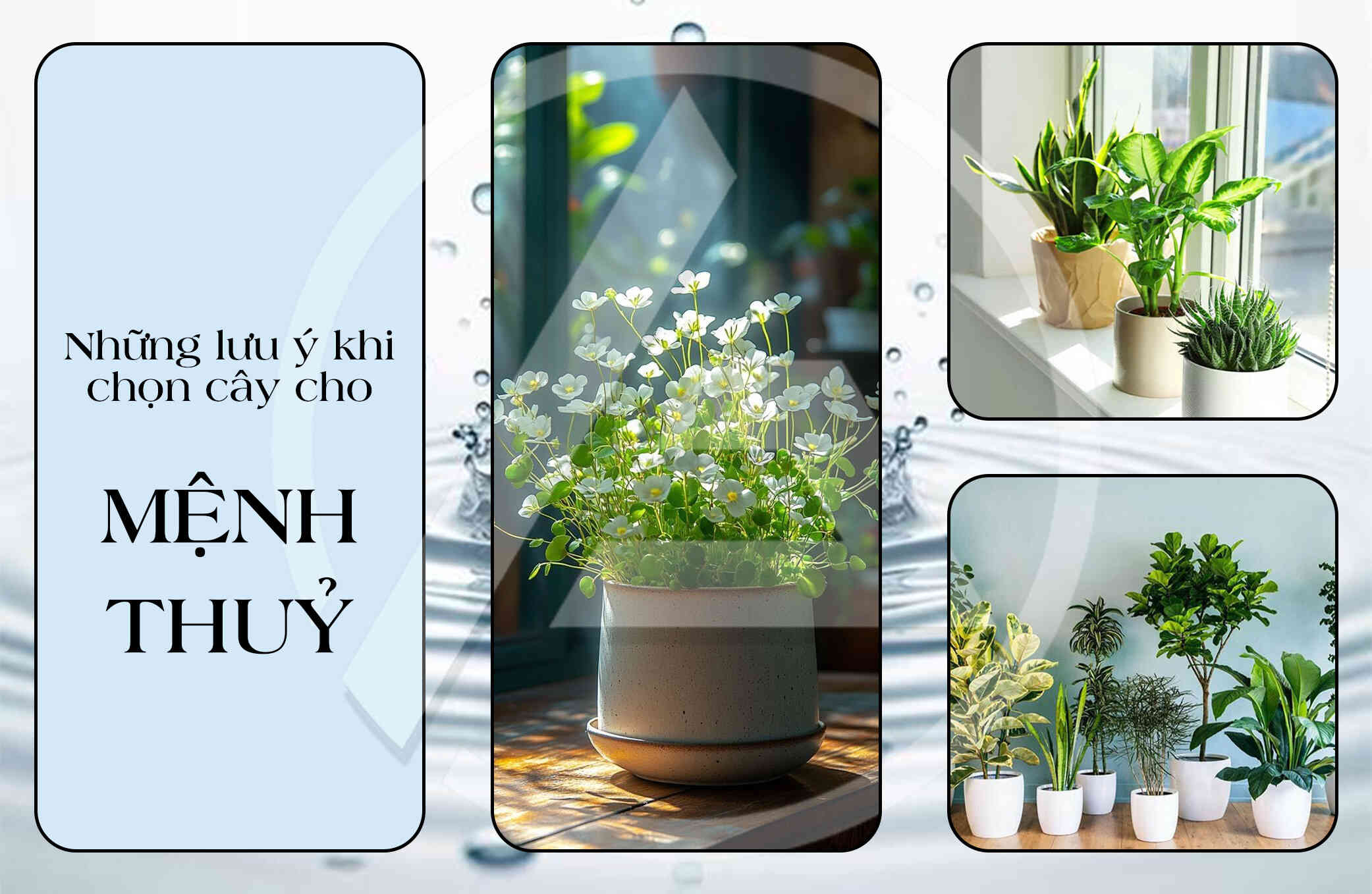 Cây phong thủy trong nhà cho người mệnh Thủy