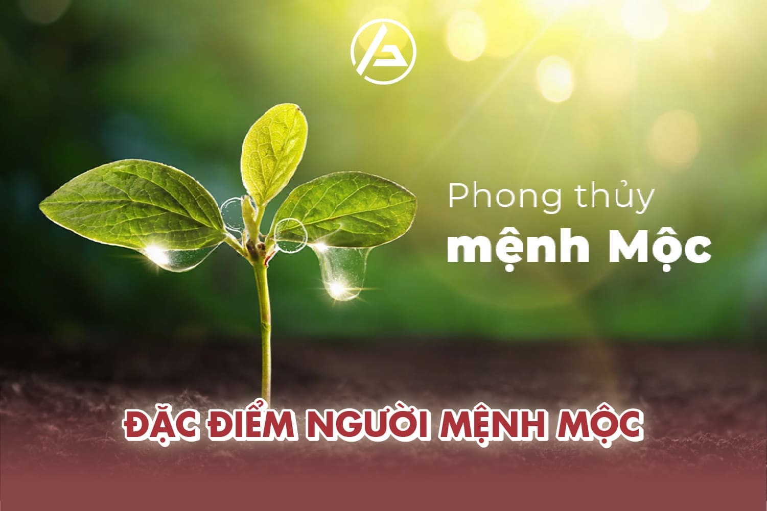 Mệnh Mộc mang năng lượng sinh trưởng, hợp không gian sống xanh và hài hòa