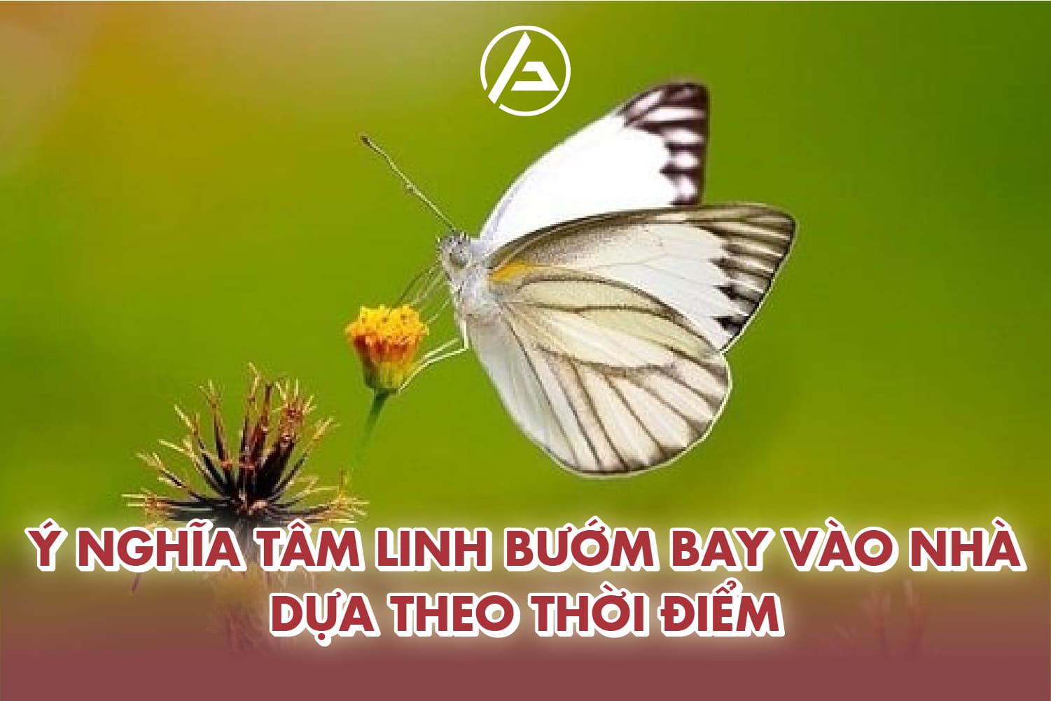 Ý nghĩa tâm linh khi bướm bay vào nhà Ý nghĩa tâm linh khi bướm bay vào nhà
