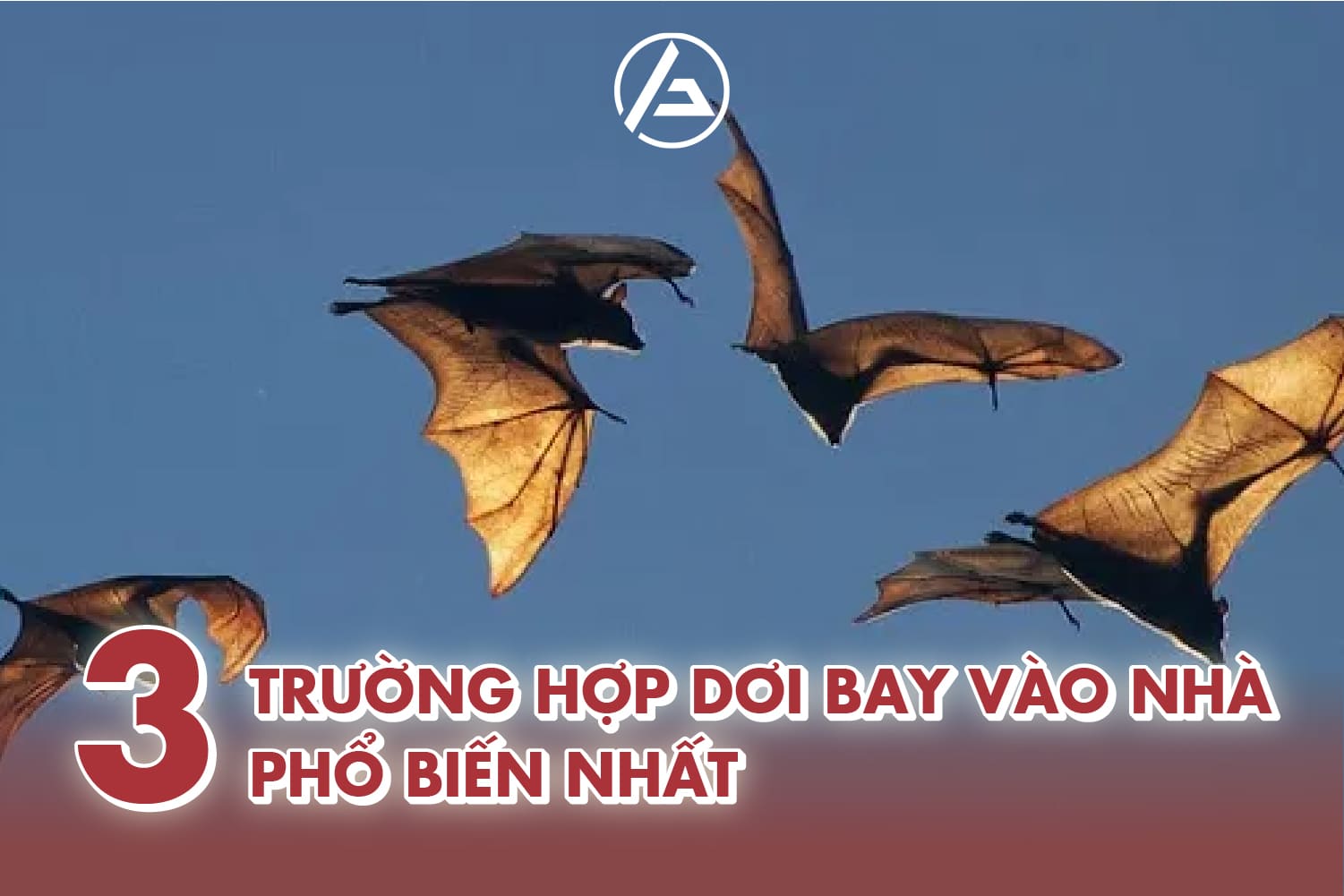 Trường hợp dơi bay vào nhà phổ biến Trường hợp dơi bay vào nhà phổ biến