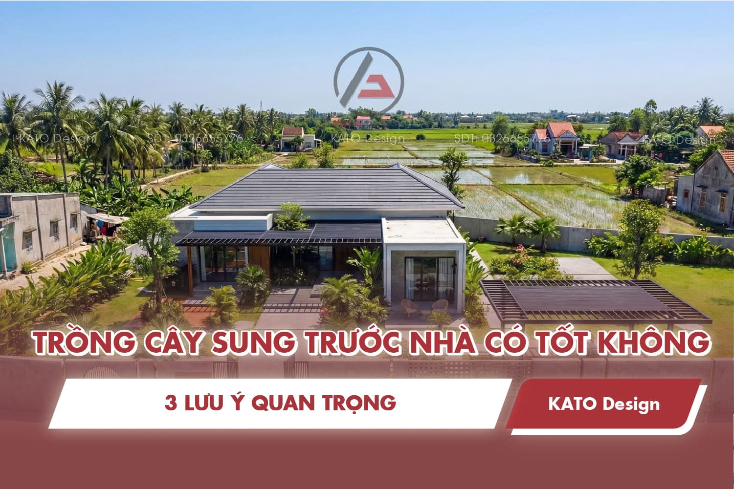 Trồng cây sung trước nhà có tốt không? Giải mã phong thủy hút tài lộc