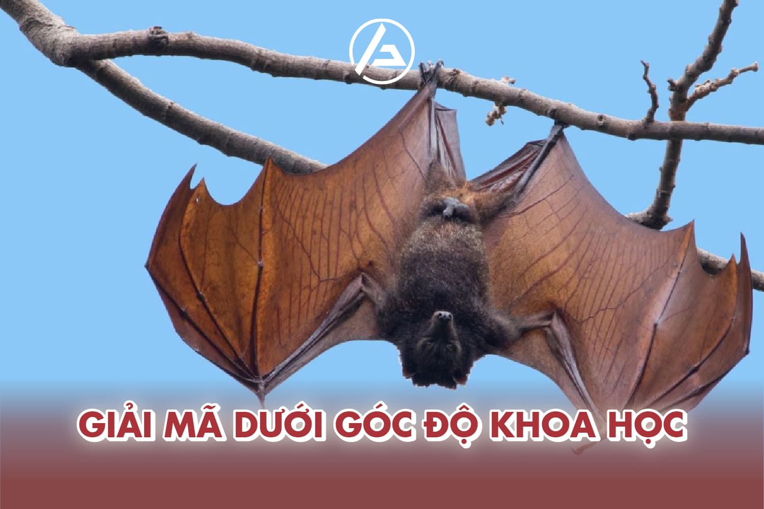 Dơi bay vào nhà dưới góc độ khoa học Dơi bay vào nhà dưới góc độ khoa học