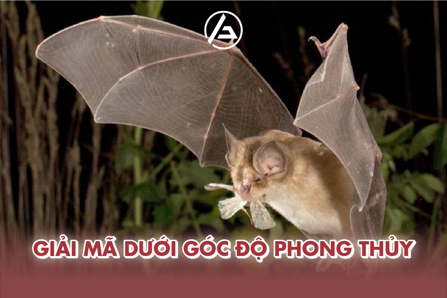 Dơi bay vào nhà dưới góc độ phong thủy Dơi bay vào nhà dưới góc độ phong thủy