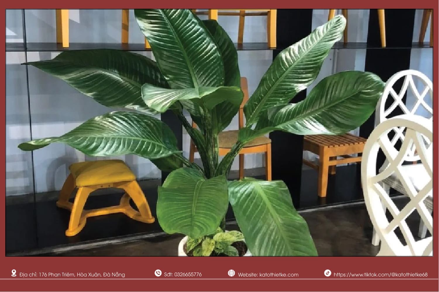 Cây Đại Phú Gia tượng trưng phú quý, tài lộc và cuộc sống đủ đầy Cây Đại Phú Gia tượng trưng phú quý, tài lộc và cuộc sống đủ đầy