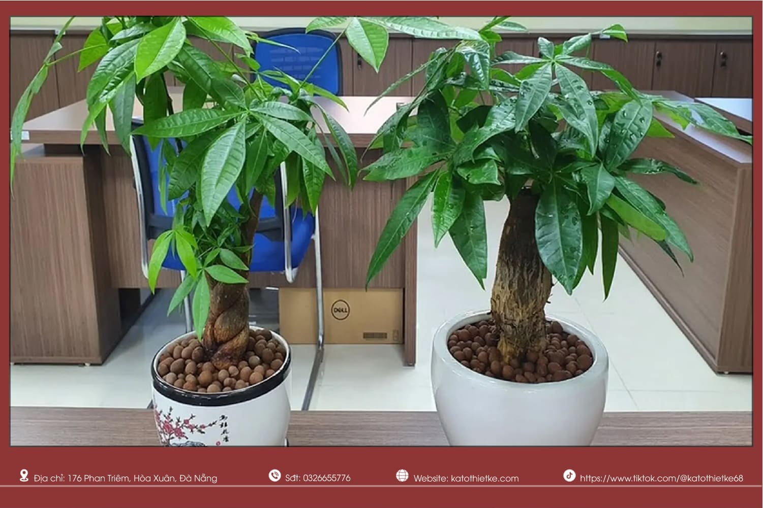 Cây Kim Ngân giúp giữ tài lộc, cân bằng tài chính và hút vận may Cây Kim Ngân giúp giữ tài lộc, cân bằng tài chính và hút vận may