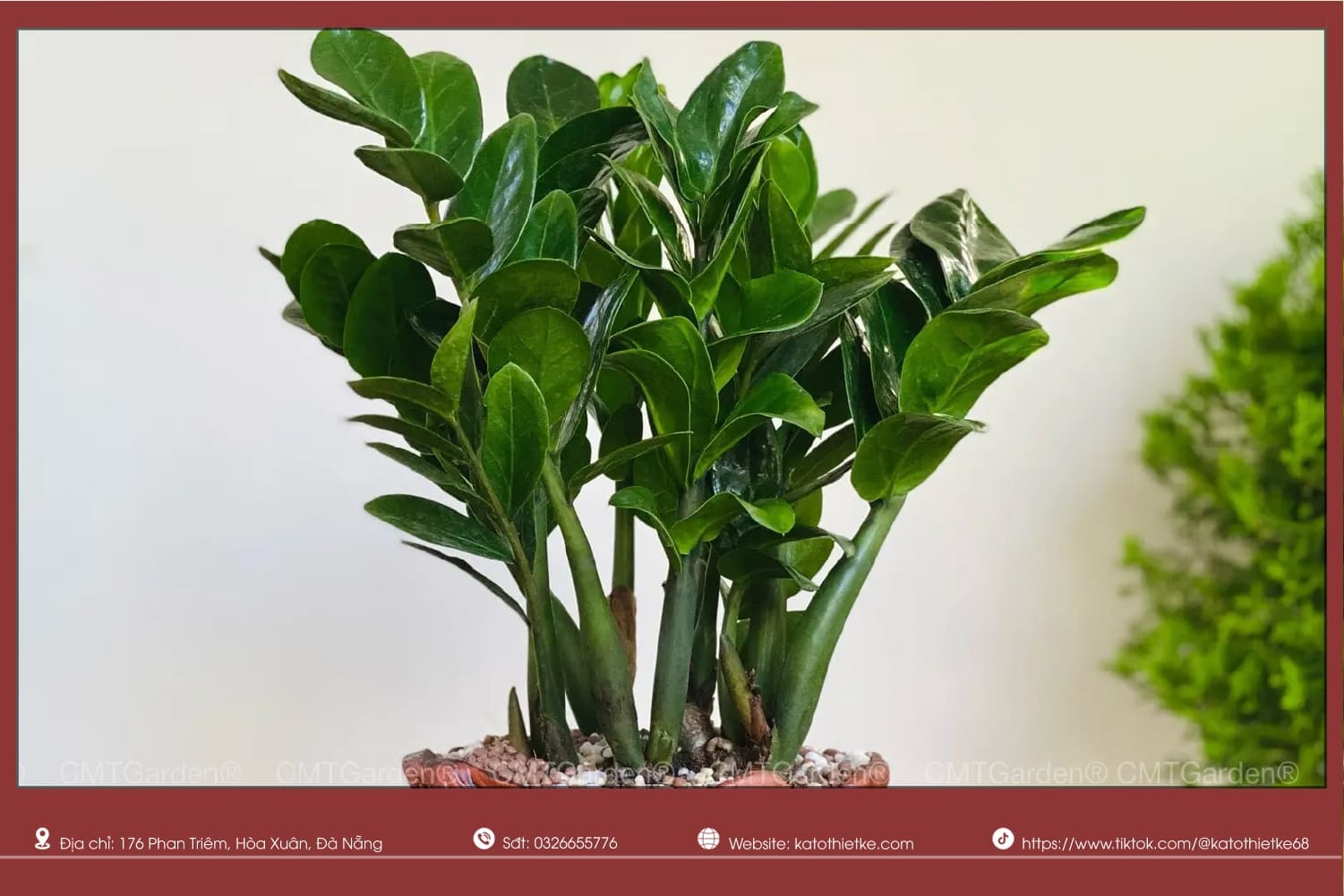 Cây Kim Tiền tượng trưng tài lộc, thịnh vượng và sinh khí dồi dào Cây Kim Tiền tượng trưng tài lộc, thịnh vượng và sinh khí dồi dào