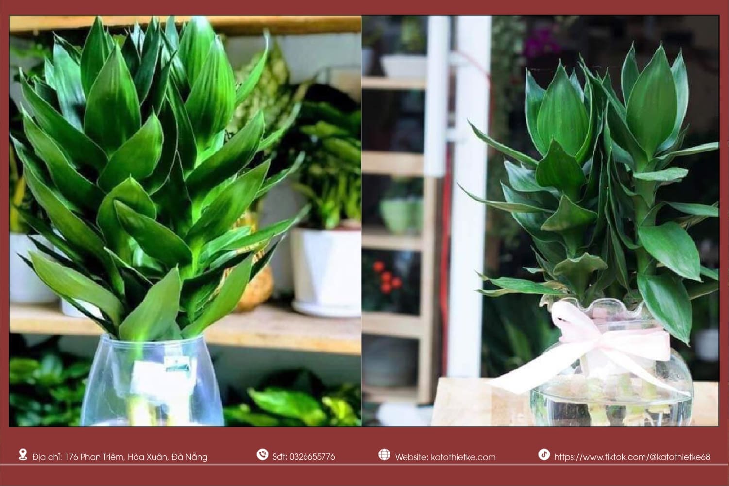 Cây Phát Tài Búp Sen mang may mắn, sinh khí và nguồn năng lượng tốt Cây Phát Tài Búp Sen mang may mắn, sinh khí và nguồn năng lượng tốt