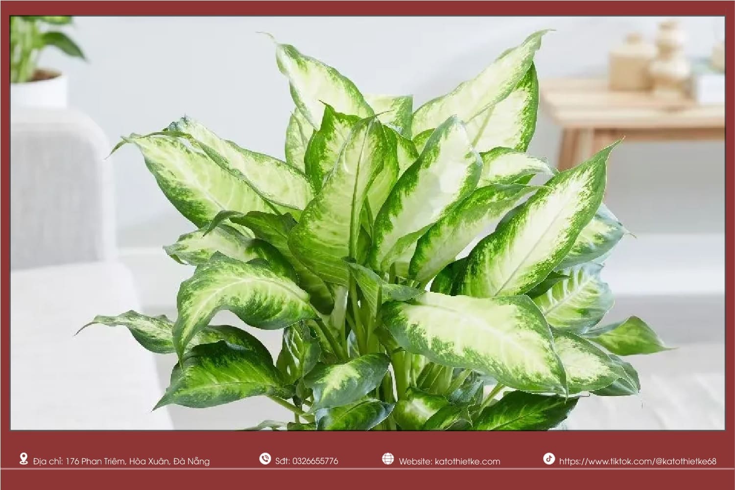 Cây Vạn Niên Thanh tượng trưng trường thọ, gia đạo ổn định bền lâu Cây Vạn Niên Thanh tượng trưng trường thọ, gia đạo ổn định bền lâu