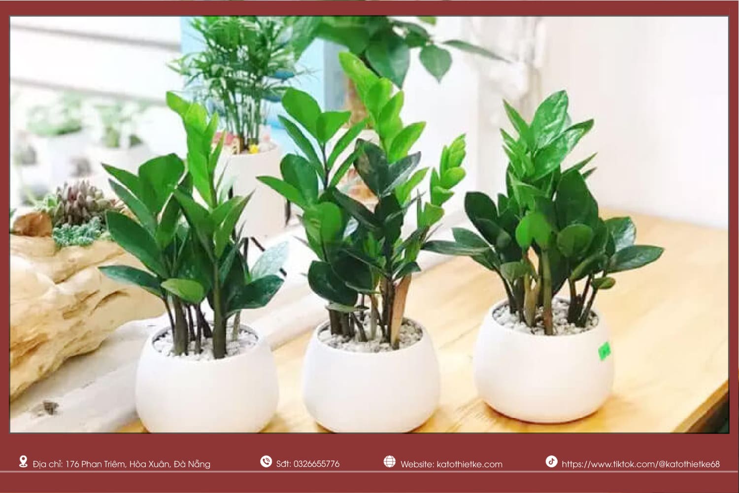 Cây kim tiền là một trong những cây trồng trong nhà không cần ánh sáng Cây kim tiền là một trong những cây trồng trong nhà không cần ánh sáng