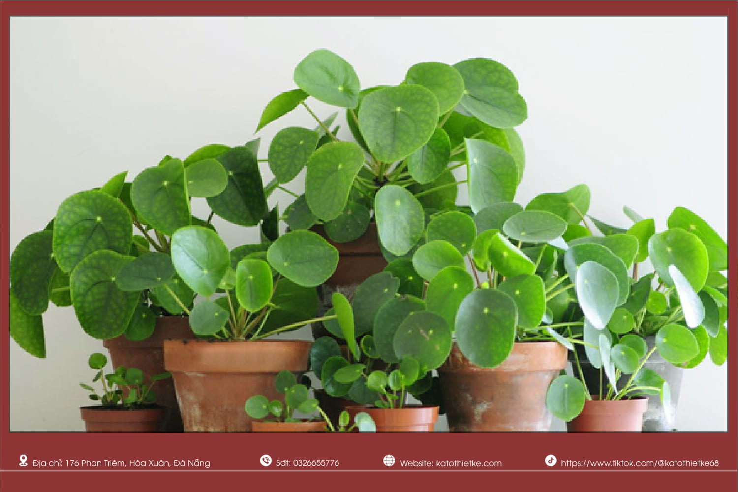 Cỏ gương lá tròn xanh mướt thích hợp đặt trên bàn làm việc Cỏ gương lá tròn xanh mướt thích hợp đặt trên bàn làm việc