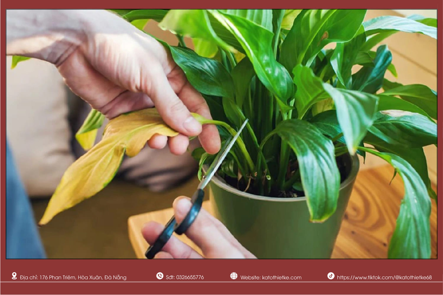 Dấu hiệu cây trồng trong nhà không cần ánh sáng bị vàng lá Dấu hiệu cây trồng trong nhà không cần ánh sáng bị vàng lá