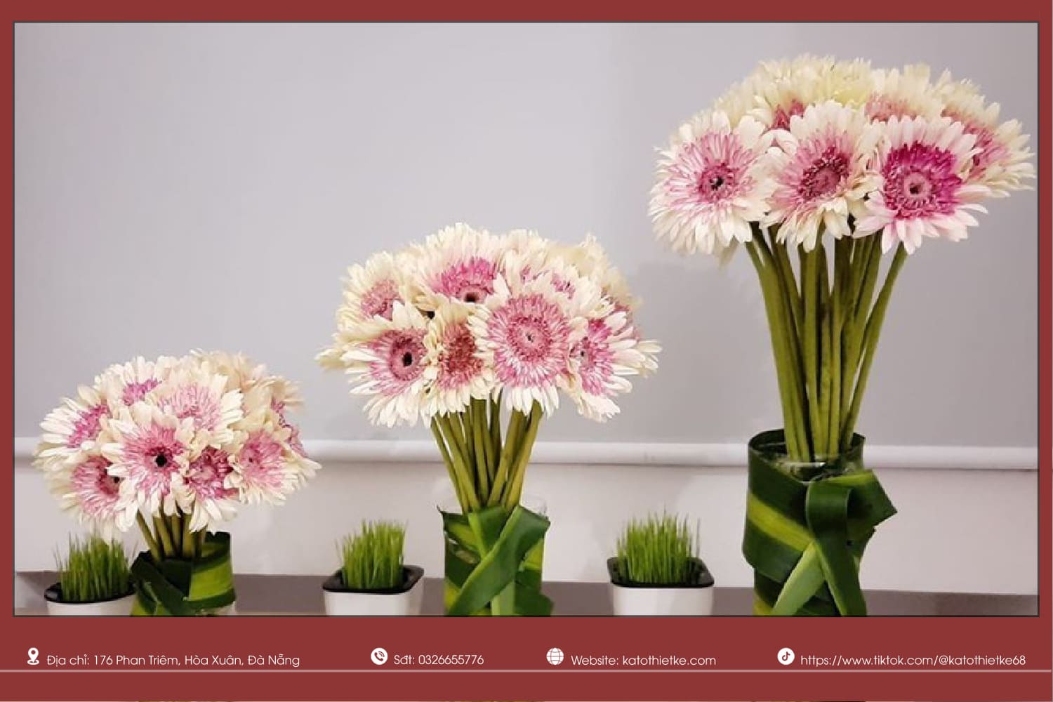 Hoa đồng tiền tượng trưng cho may mắn, hạnh phúc Hoa đồng tiền tượng trưng cho may mắn, hạnh phúc