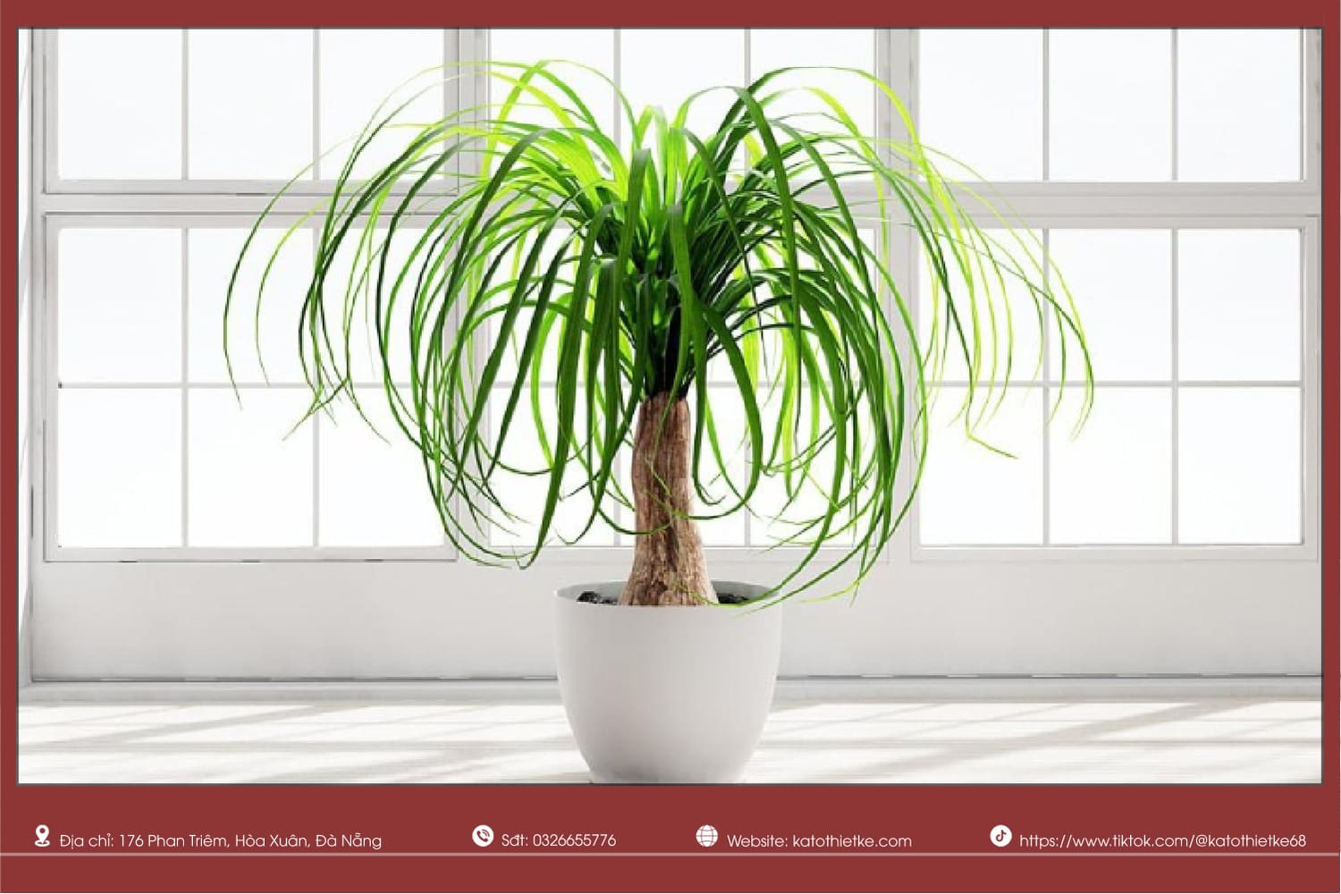 Lan bình rượu với gốc phình độc đáo trang trí nội thất Lan bình rượu với gốc phình độc đáo trang trí nội thất