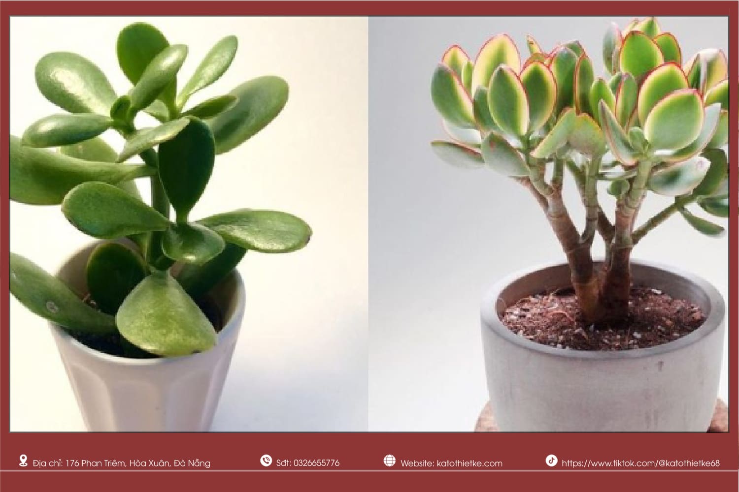 Sen đá thạch bích mini trang trí bàn làm việc nhỏ gọn Sen đá thạch bích mini trang trí bàn làm việc nhỏ gọn