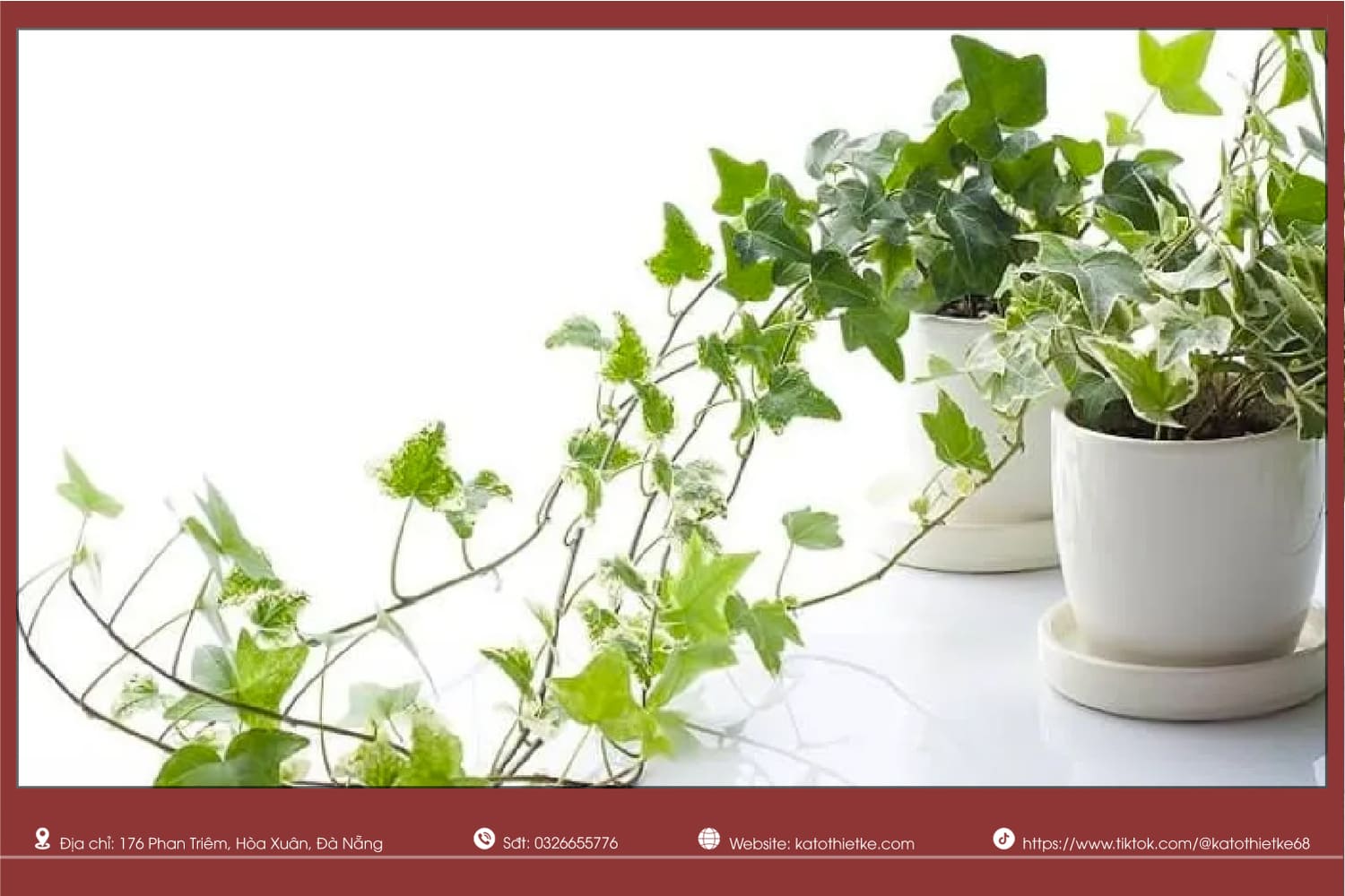 Thường xuân dây leo tạo điểm nhấn xanh cho ban công Thường xuân dây leo tạo điểm nhấn xanh cho ban công