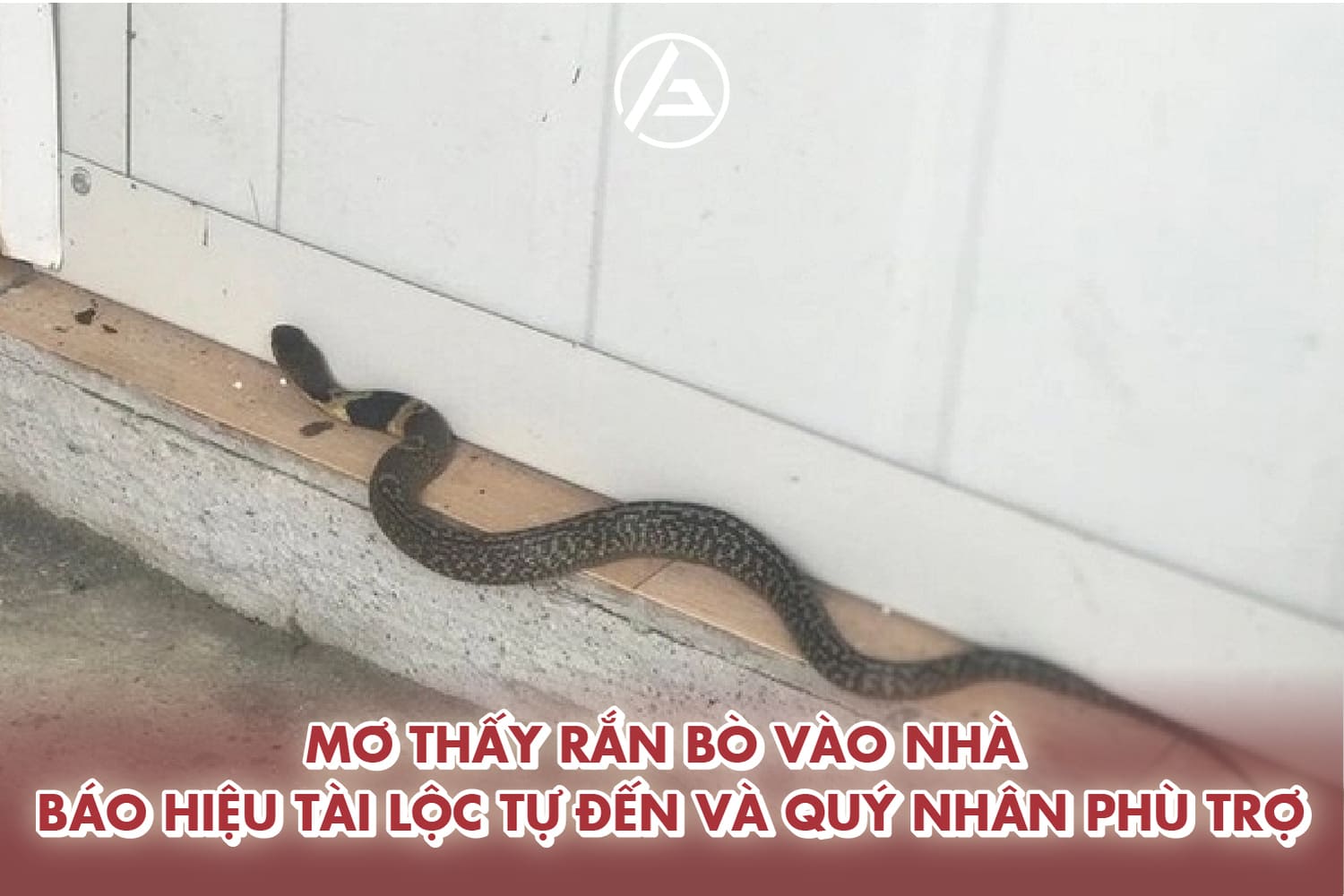 Mơ thấy rắn là điềm báo gì khi thấy rắn bò vào nhà 
