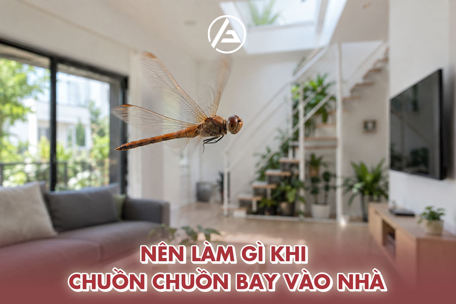 Nên làm gì khi gặp chuồn chuồn bay vào nhà